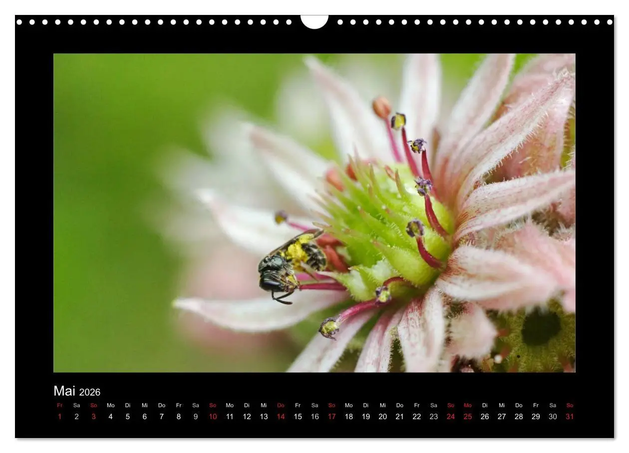 Bild: 9783516155730 | Die Wildbienen Deutschlands (Wandkalender 2026 DIN A3 quer),...