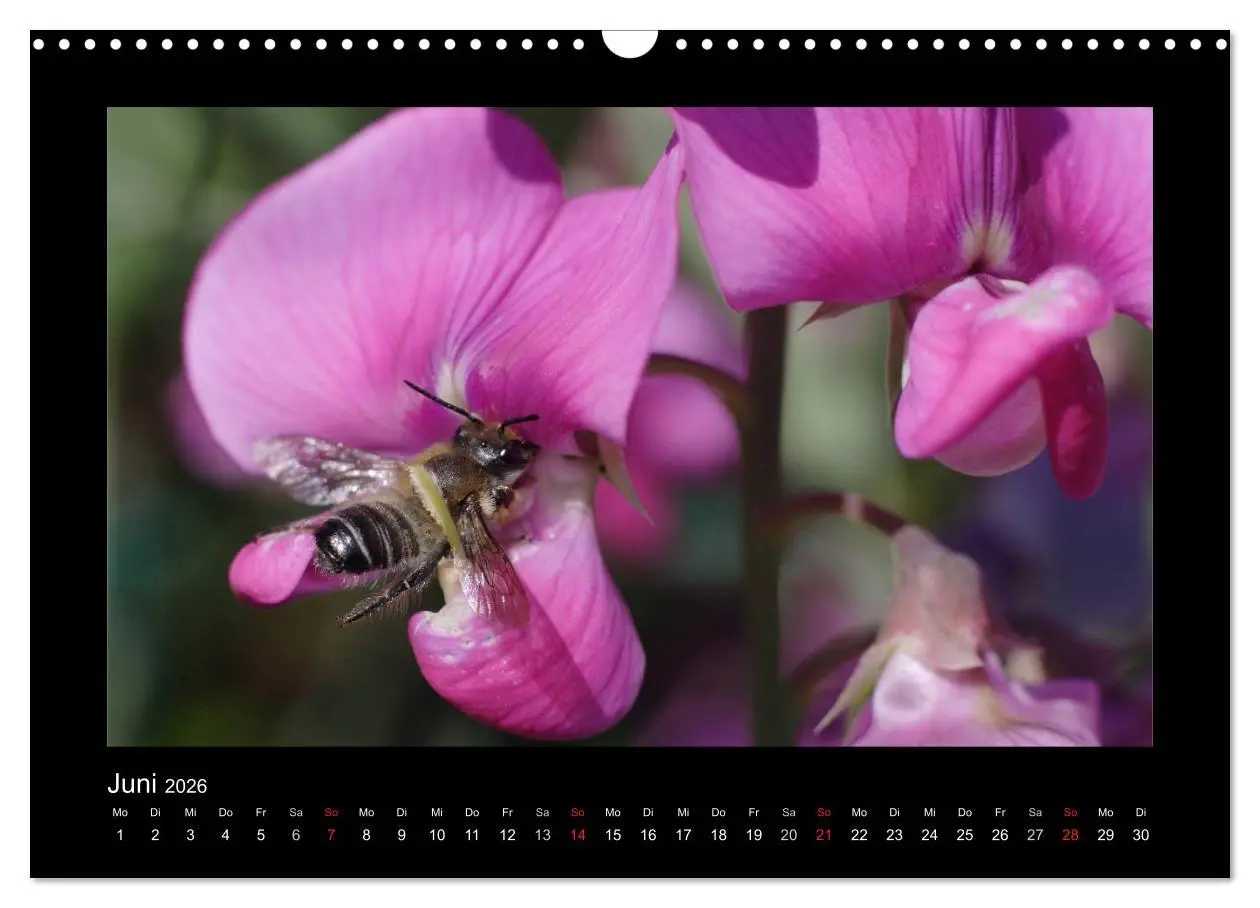 Bild: 9783516155730 | Die Wildbienen Deutschlands (Wandkalender 2026 DIN A3 quer),...