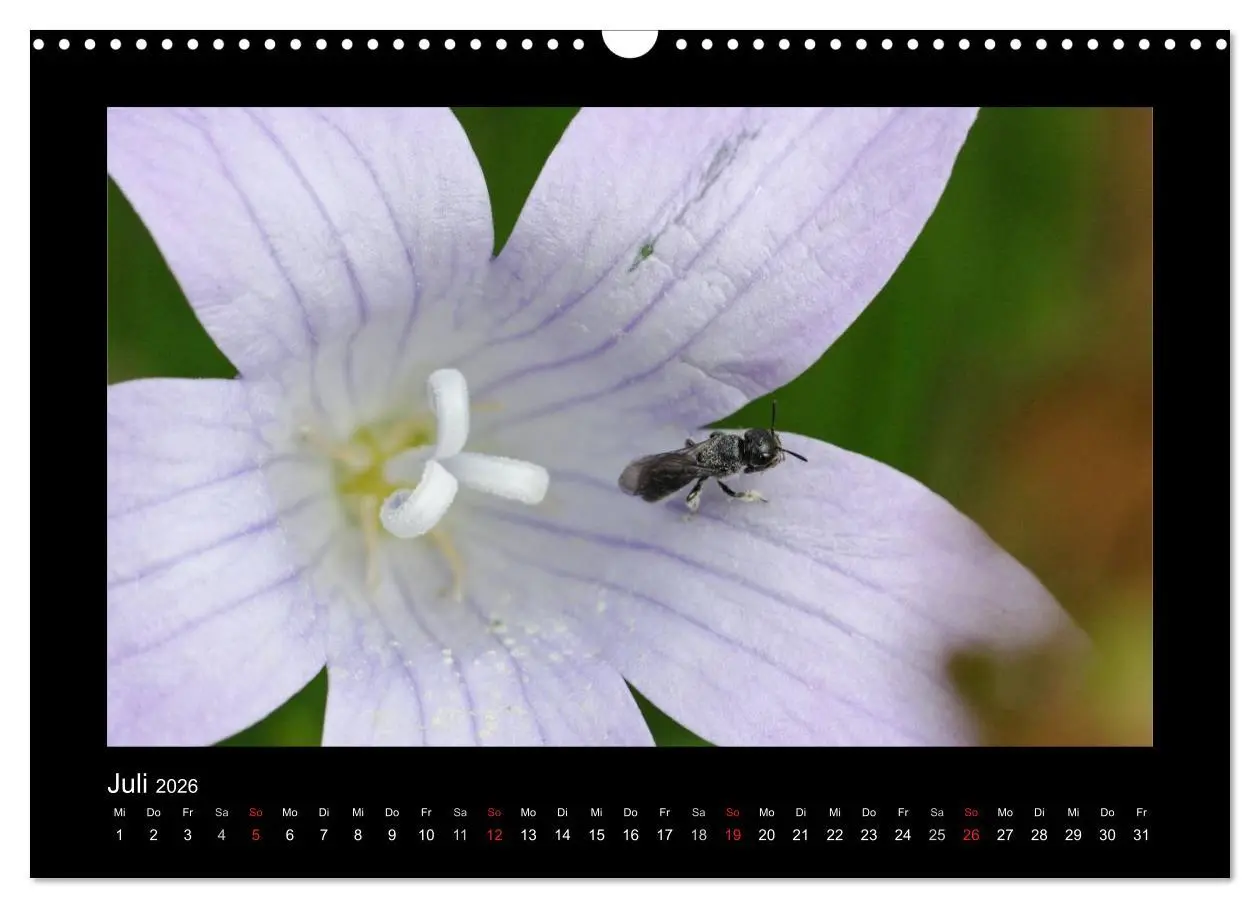 Bild: 9783516155730 | Die Wildbienen Deutschlands (Wandkalender 2026 DIN A3 quer),...