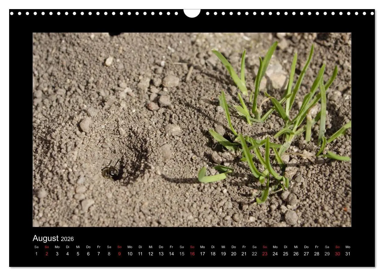 Bild: 9783516155730 | Die Wildbienen Deutschlands (Wandkalender 2026 DIN A3 quer),...