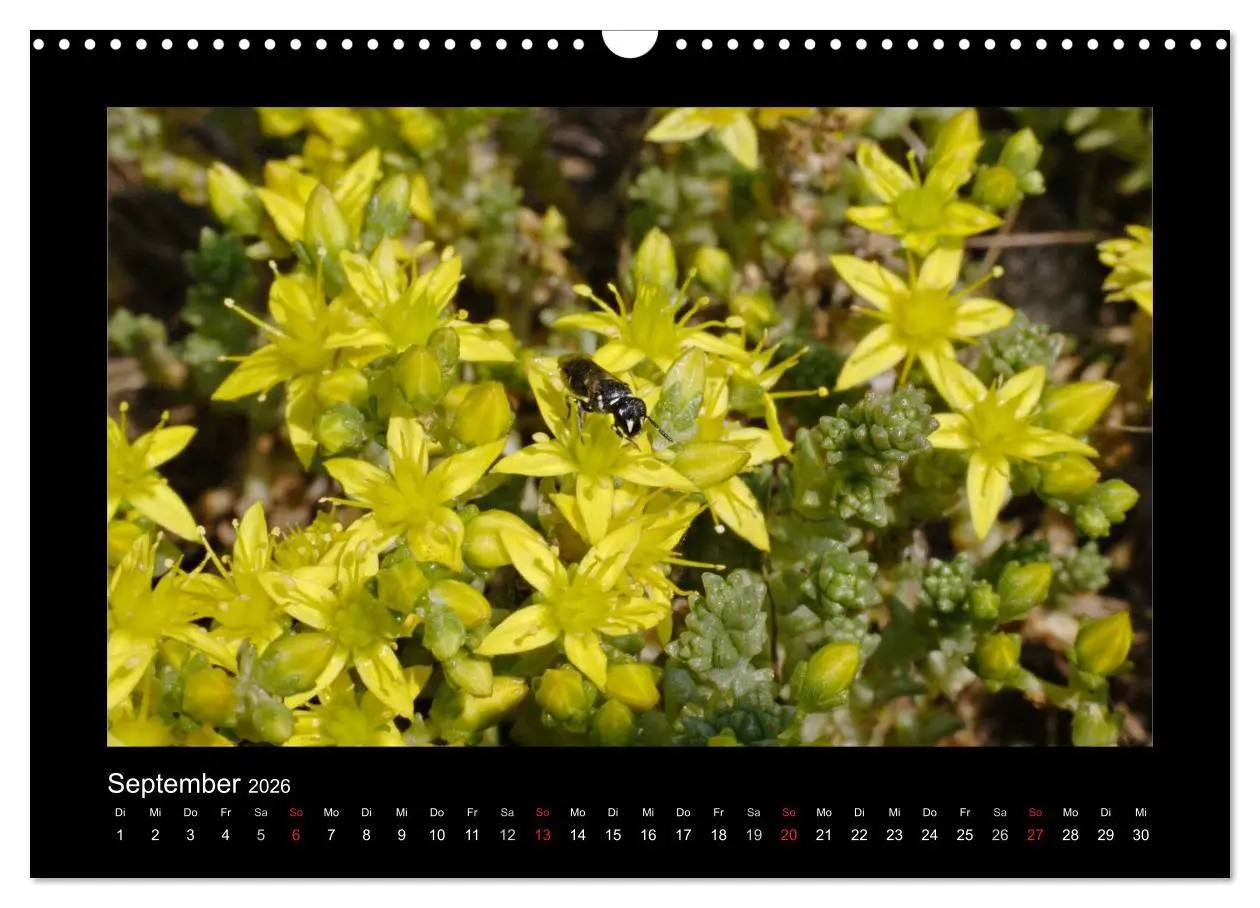Bild: 9783516155730 | Die Wildbienen Deutschlands (Wandkalender 2026 DIN A3 quer),...