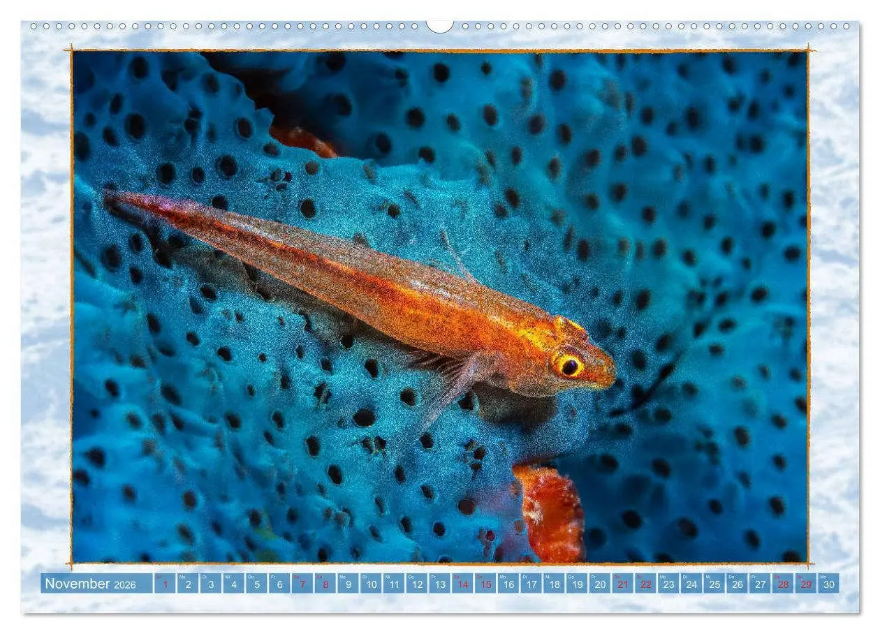 Bild: 9783457675830 | Farbenpracht unter Wasser (hochwertiger Premium Wandkalender 2026...