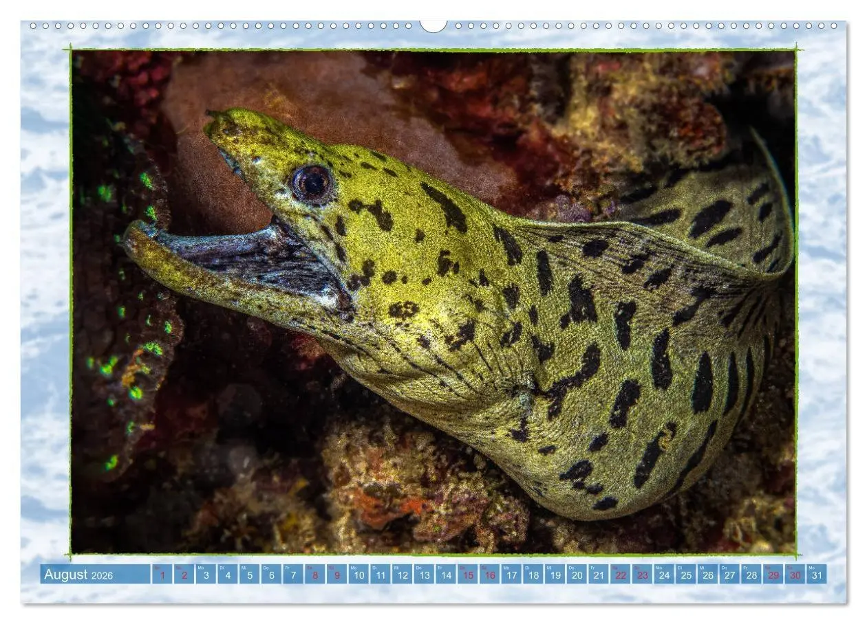 Bild: 9783457675830 | Farbenpracht unter Wasser (hochwertiger Premium Wandkalender 2026...