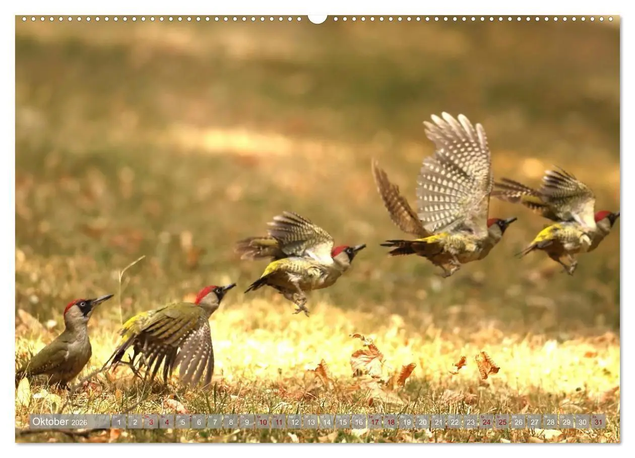 Bild: 9783516695830 | Vögel im Fluge (hochwertiger Premium Wandkalender 2026 DIN A2...