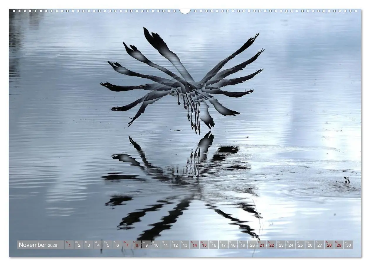 Bild: 9783516695830 | Vögel im Fluge (hochwertiger Premium Wandkalender 2026 DIN A2...