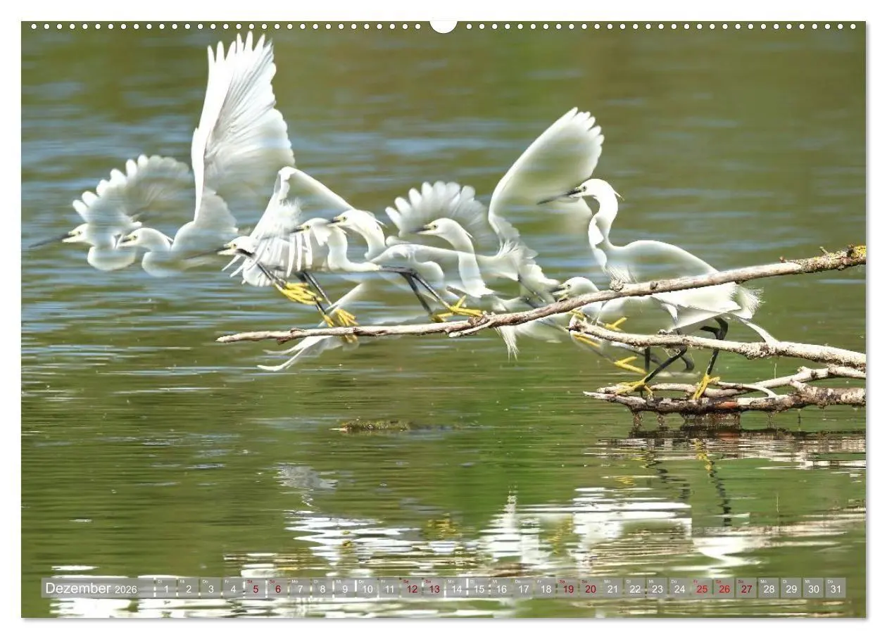 Bild: 9783516695830 | Vögel im Fluge (hochwertiger Premium Wandkalender 2026 DIN A2...