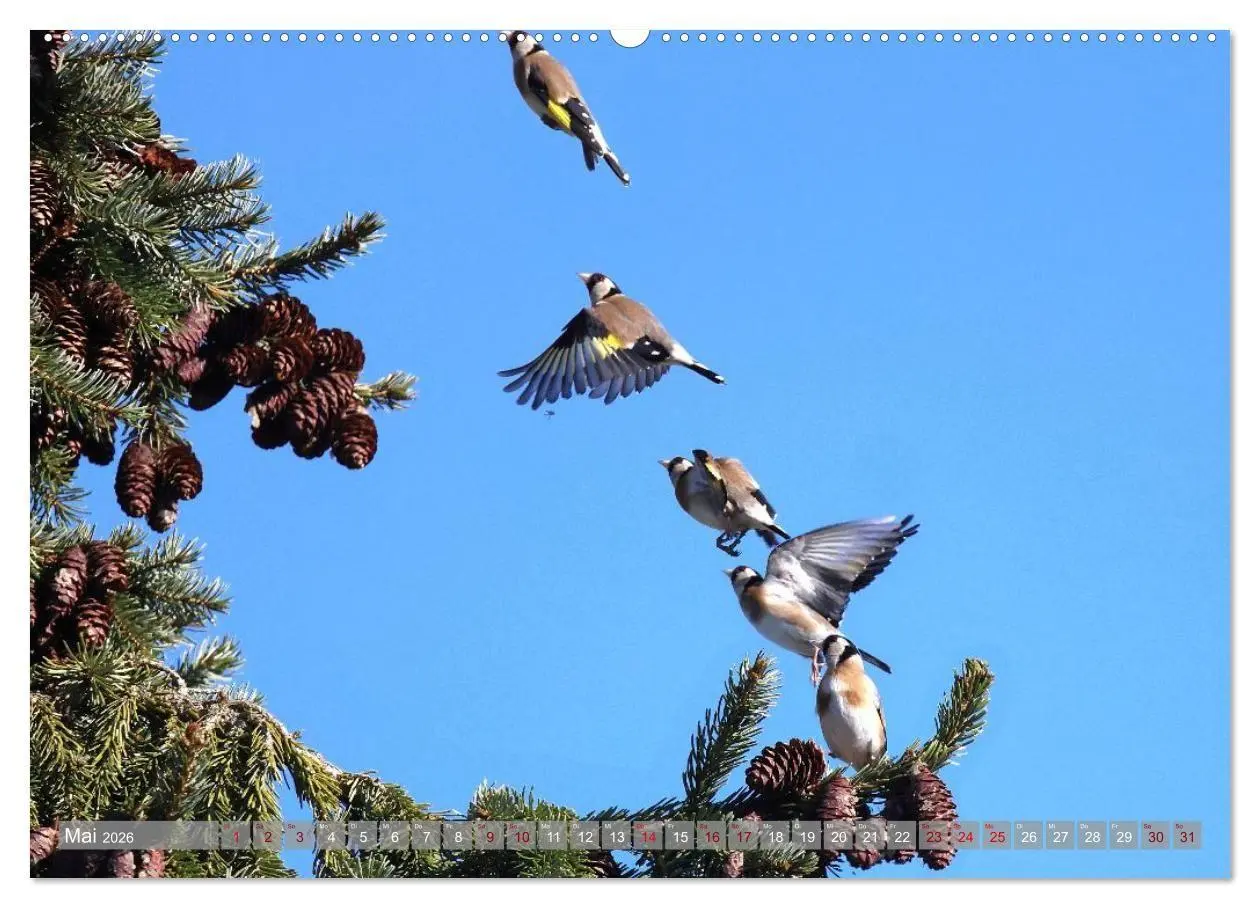 Bild: 9783516695830 | Vögel im Fluge (hochwertiger Premium Wandkalender 2026 DIN A2...
