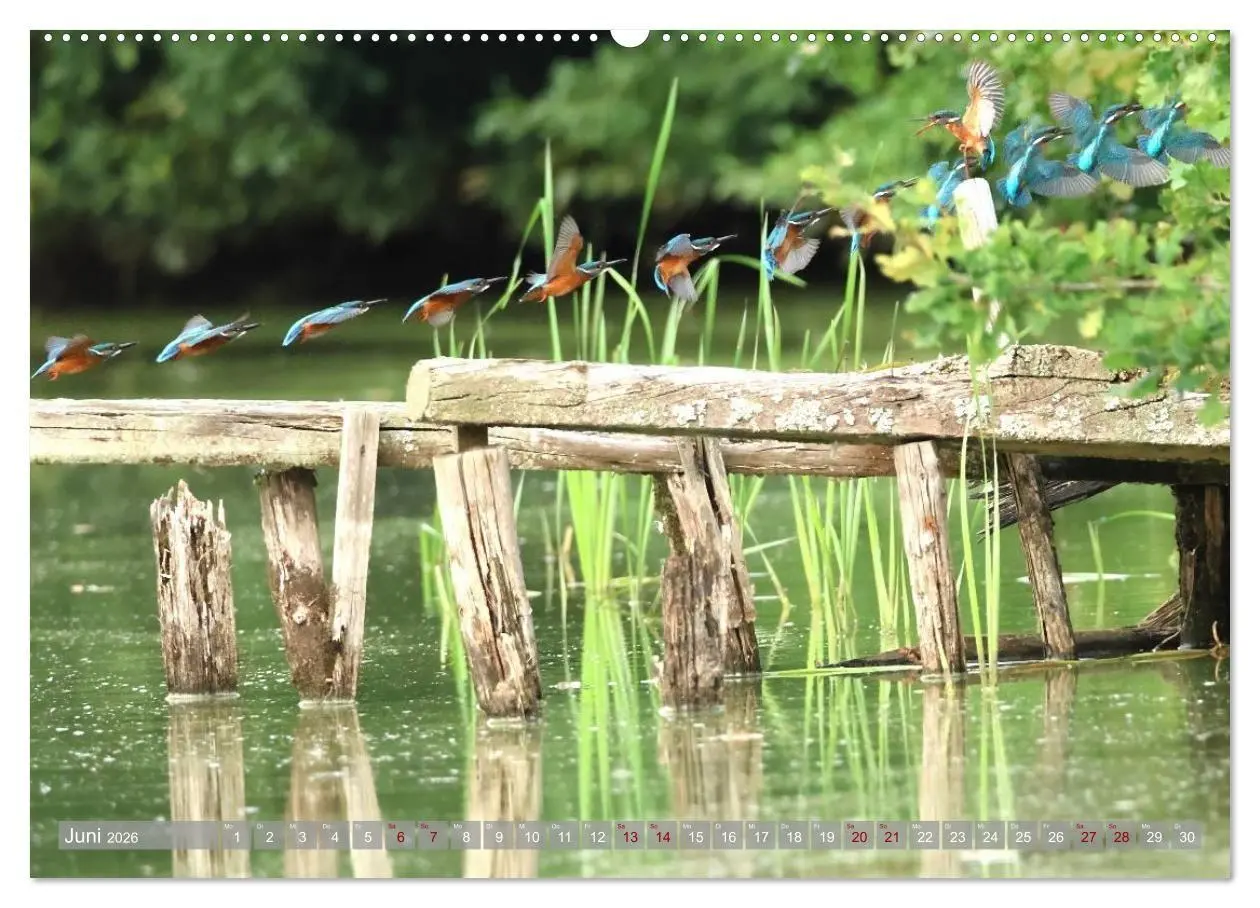 Bild: 9783516695830 | Vögel im Fluge (hochwertiger Premium Wandkalender 2026 DIN A2...