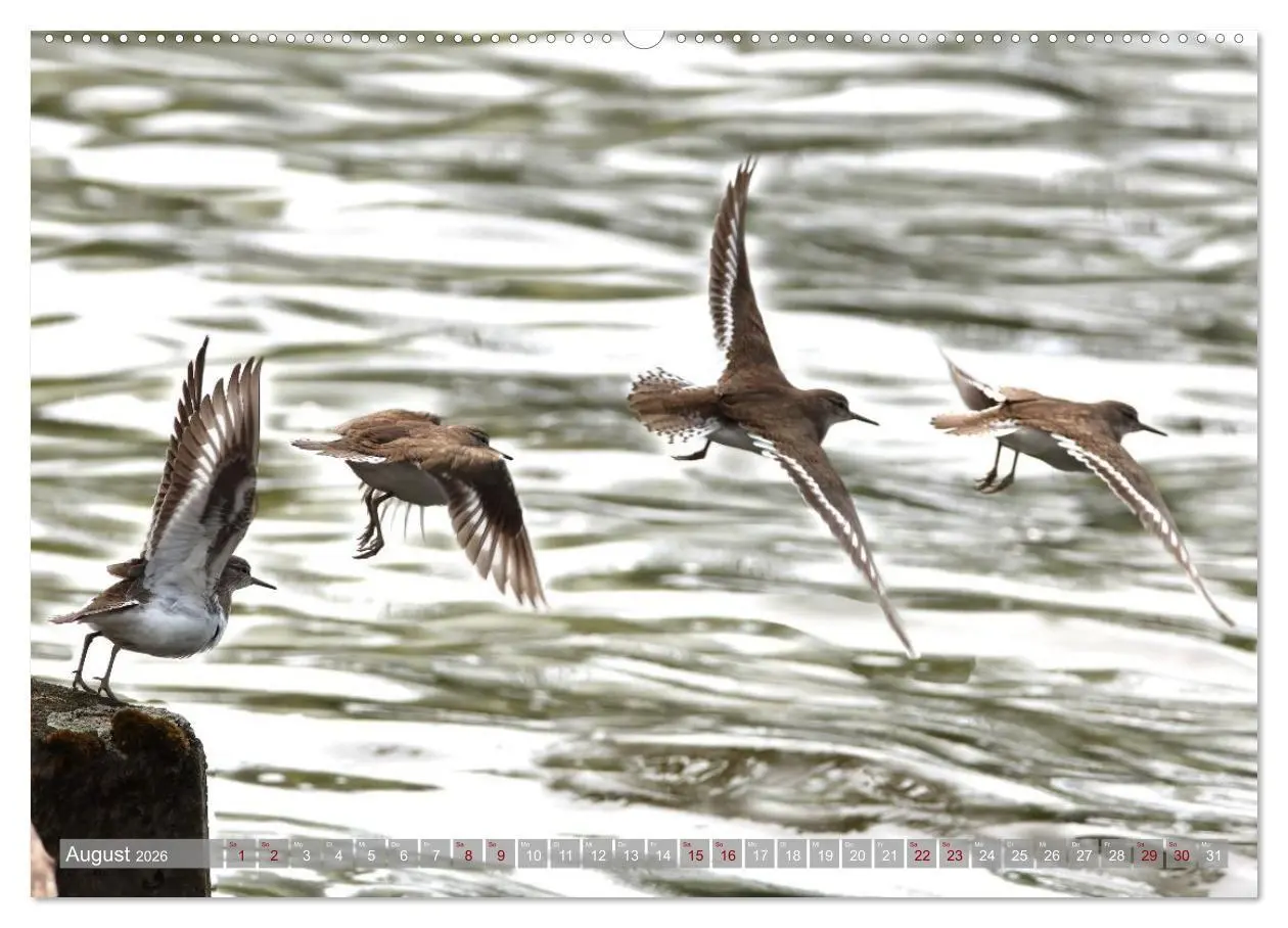 Bild: 9783516695830 | Vögel im Fluge (hochwertiger Premium Wandkalender 2026 DIN A2...