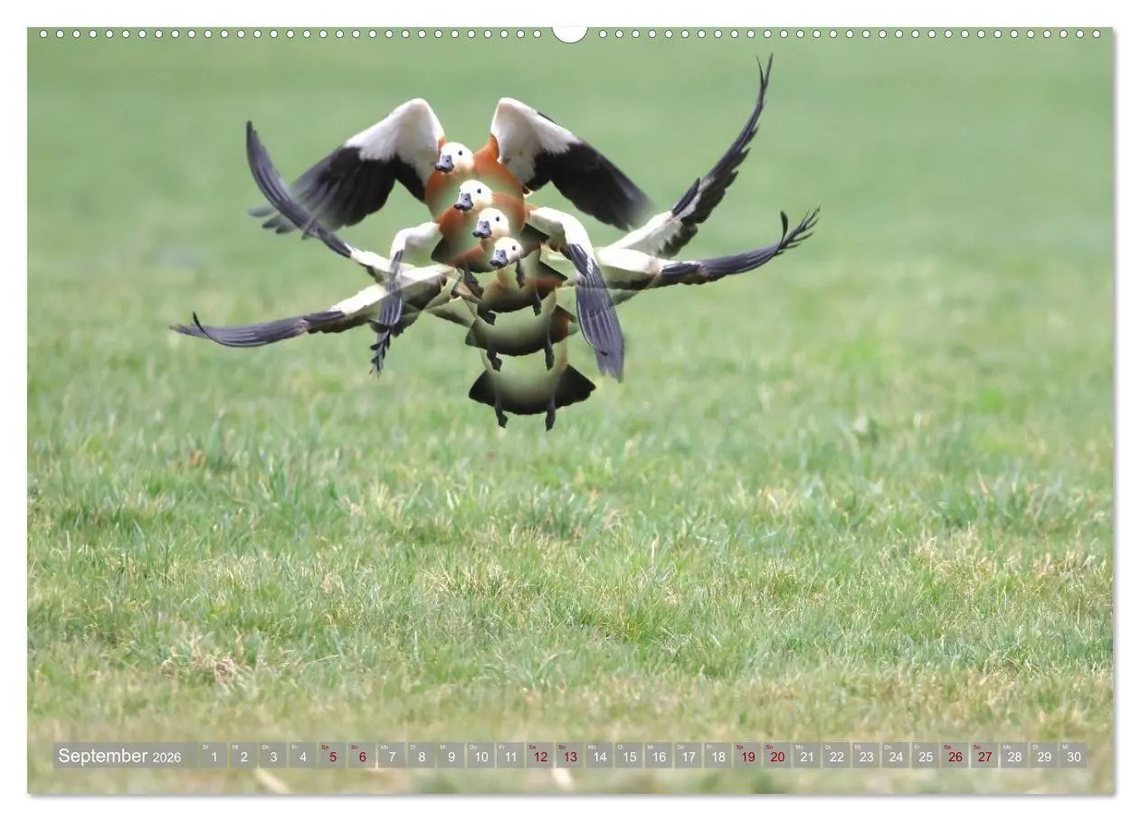 Bild: 9783516695830 | Vögel im Fluge (hochwertiger Premium Wandkalender 2026 DIN A2...