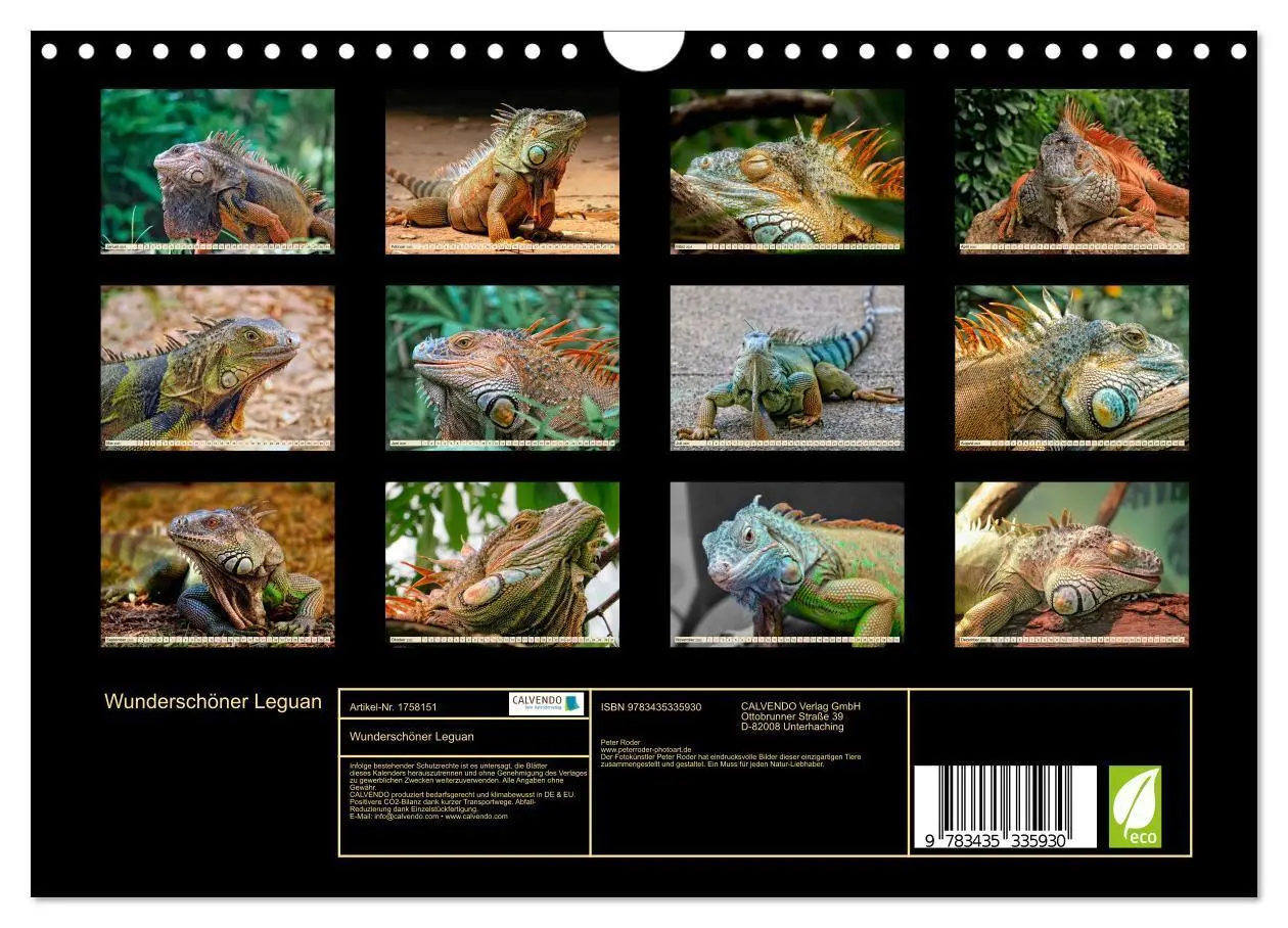 Bild: 9783435335930 | Wunderschöner Leguan (Wandkalender 2025 DIN A4 quer), CALVENDO...