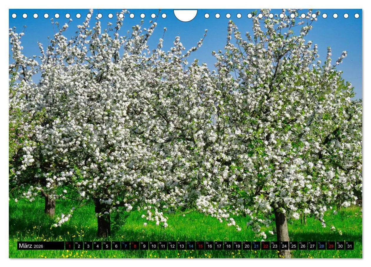 Bild: 9783457595930 | Weinstadt Strümpfelbach (Wandkalender 2026 DIN A4 quer), CALVENDO...