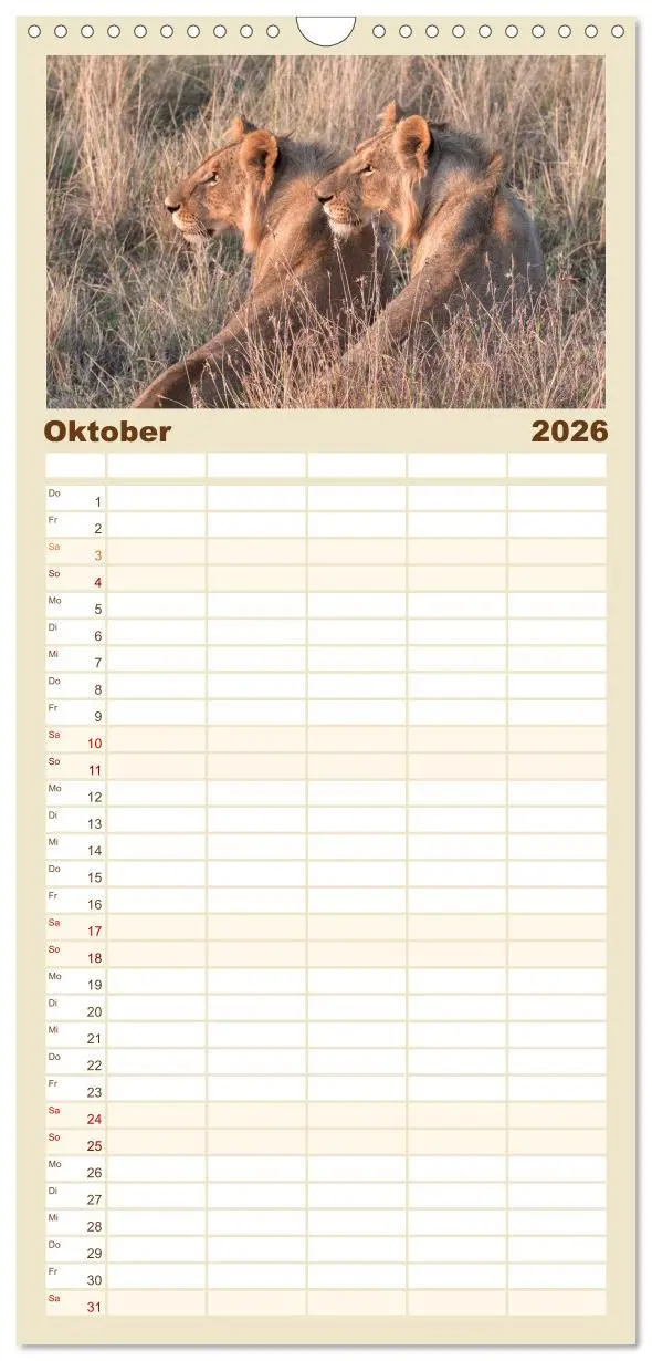 Bild: 9783516515930 | Familienplaner 2026 - Löwen - Raubkatzen Afrikas mit 5 Spalten...
