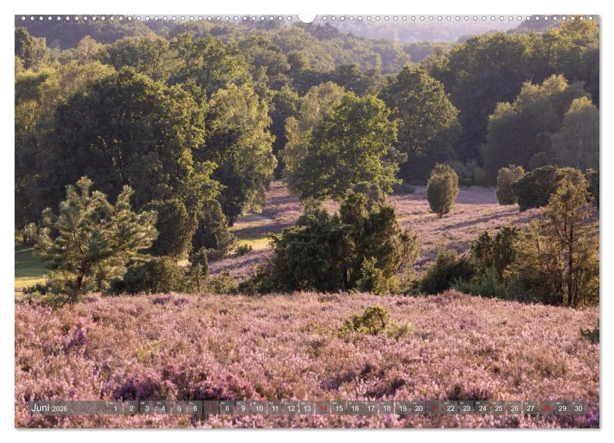 Bild: 9783457486030 | Die Lüneburger Heide - In voller Blüte (hochwertiger Premium...