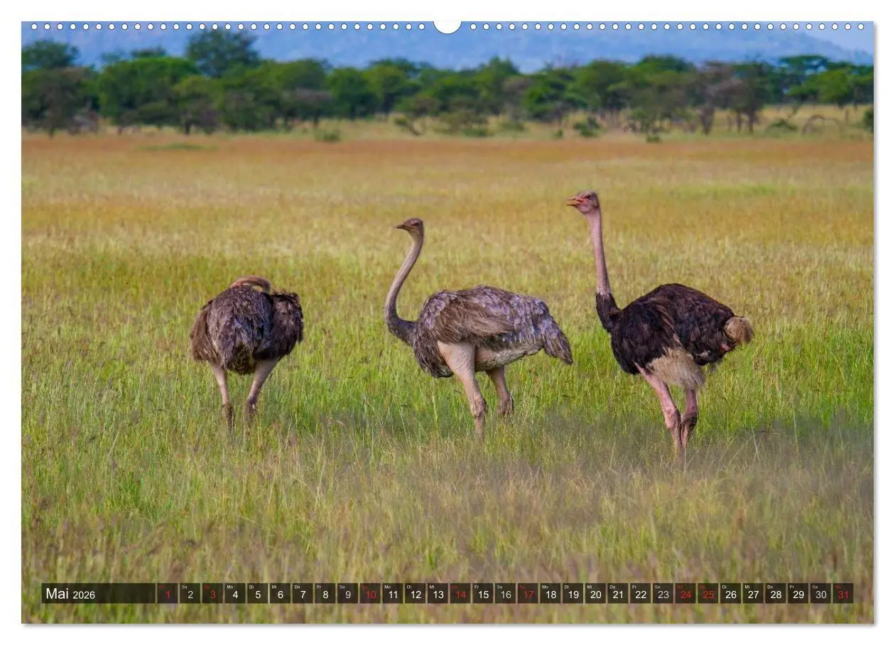 Bild: 9783516196030 | Abenteuer Tansania, Afrika (hochwertiger Premium Wandkalender 2026...