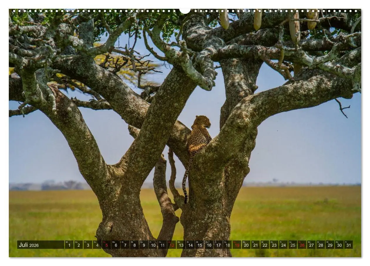 Bild: 9783516196030 | Abenteuer Tansania, Afrika (hochwertiger Premium Wandkalender 2026...