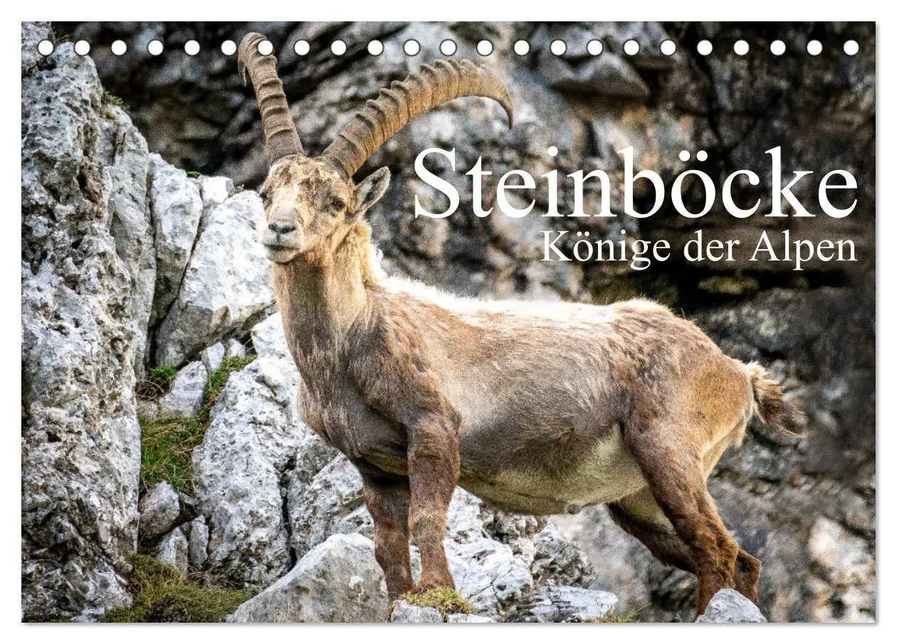 Cover: 9783457476130 | Steinböcke - Majestätische Tiere der Alpen (Tischkalender 2026 DIN...