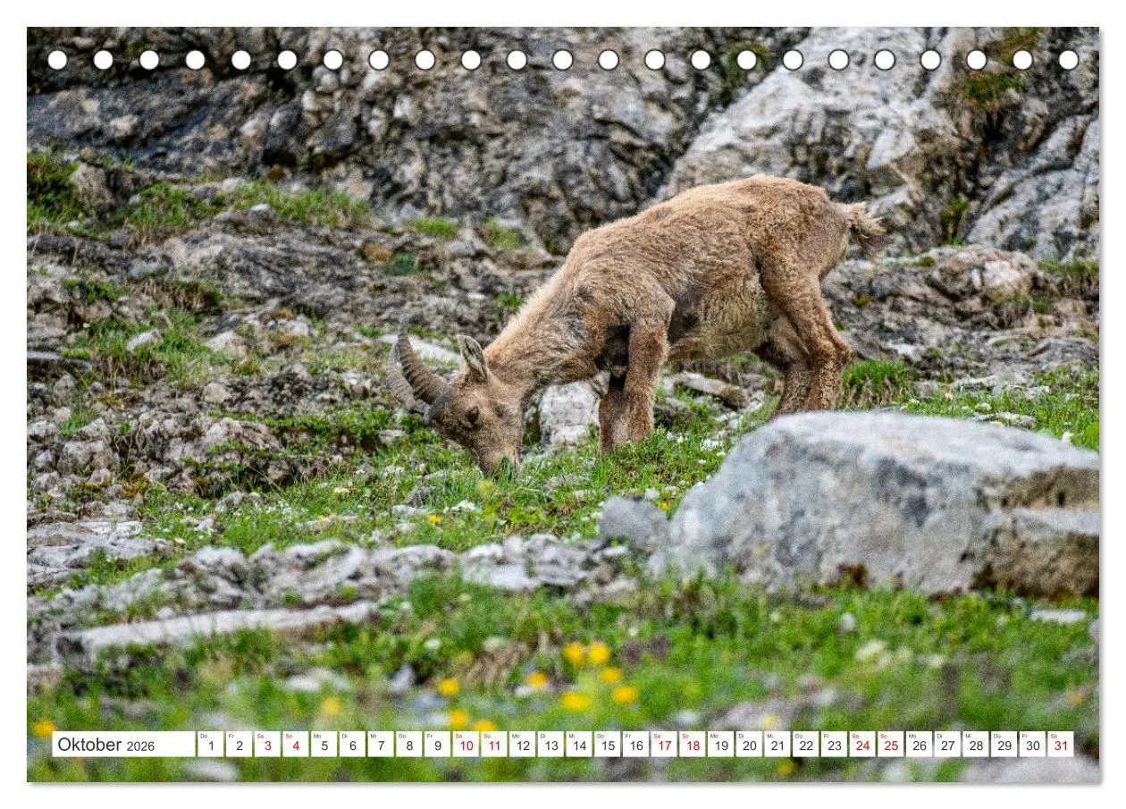 Bild: 9783457476130 | Steinböcke - Majestätische Tiere der Alpen (Tischkalender 2026 DIN...