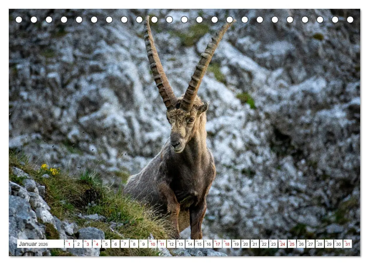 Bild: 9783457476130 | Steinböcke - Majestätische Tiere der Alpen (Tischkalender 2026 DIN...