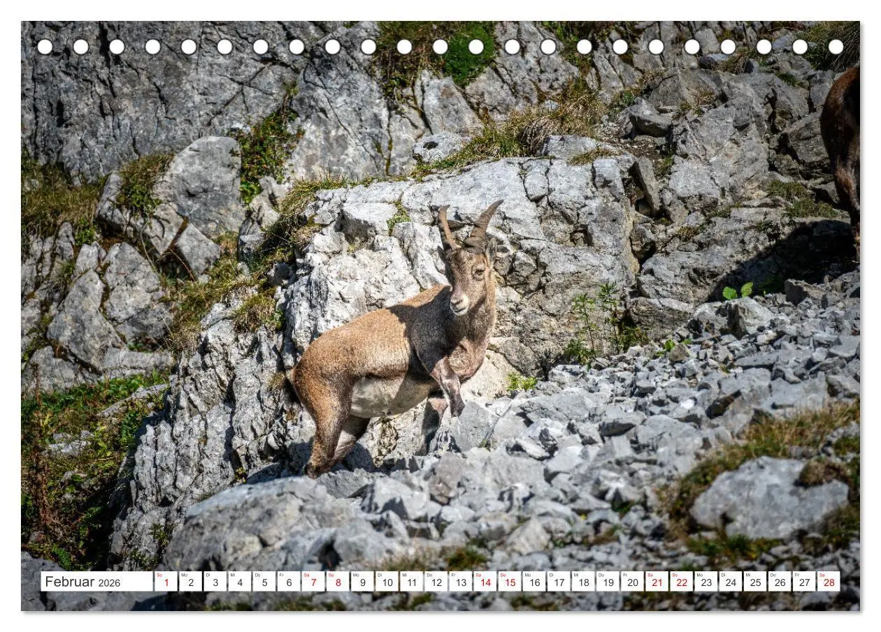 Bild: 9783457476130 | Steinböcke - Majestätische Tiere der Alpen (Tischkalender 2026 DIN...