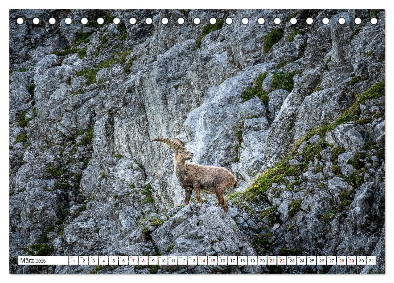 Bild: 9783457476130 | Steinböcke - Majestätische Tiere der Alpen (Tischkalender 2026 DIN...