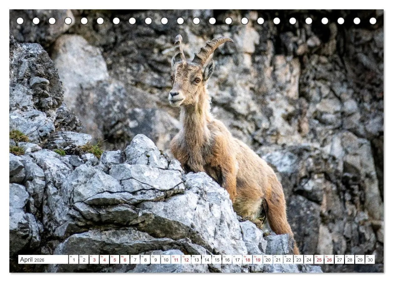 Bild: 9783457476130 | Steinböcke - Majestätische Tiere der Alpen (Tischkalender 2026 DIN...