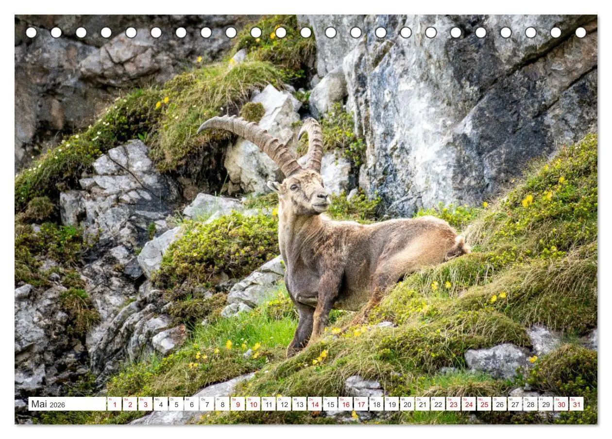 Bild: 9783457476130 | Steinböcke - Majestätische Tiere der Alpen (Tischkalender 2026 DIN...