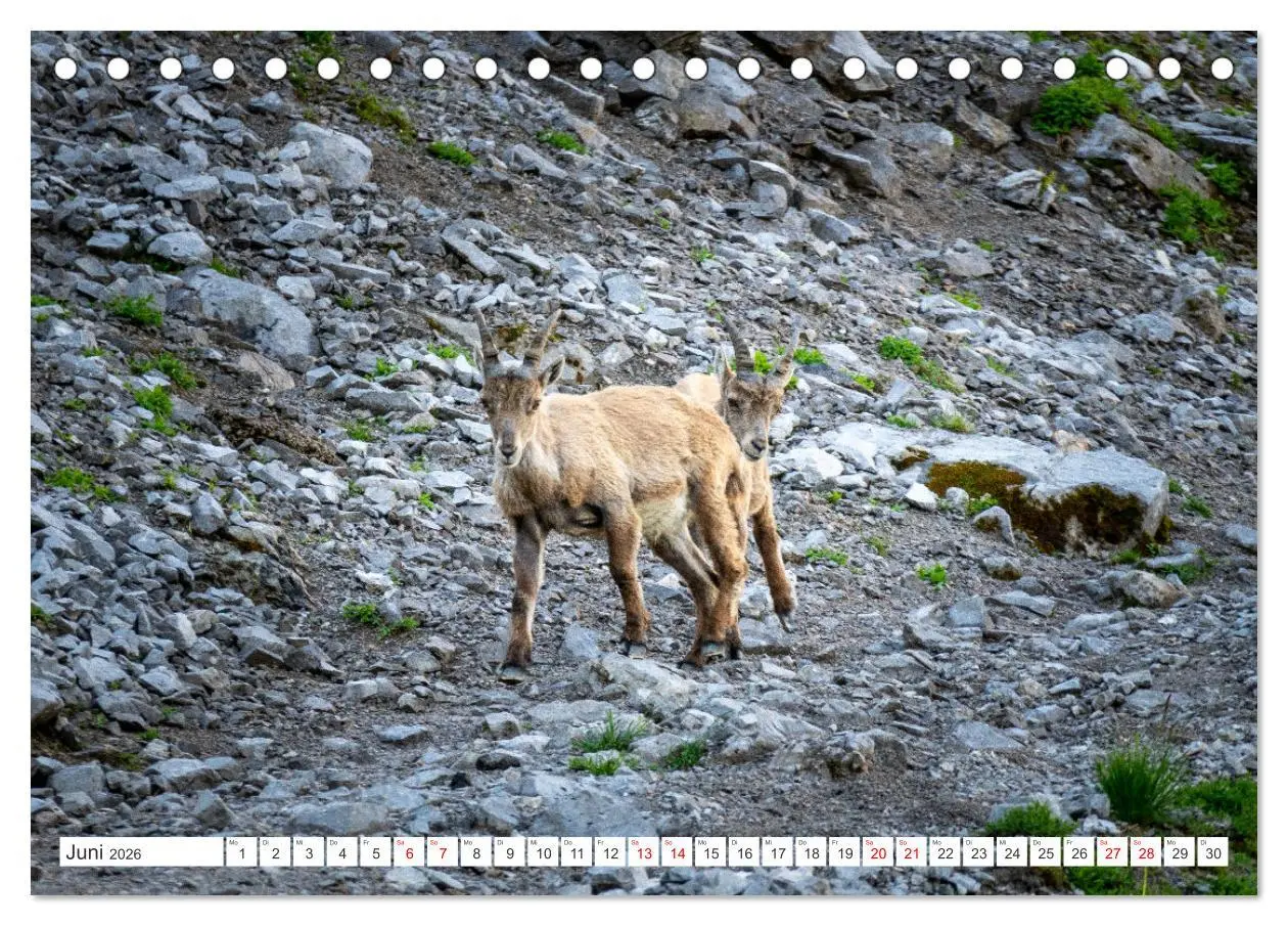 Bild: 9783457476130 | Steinböcke - Majestätische Tiere der Alpen (Tischkalender 2026 DIN...