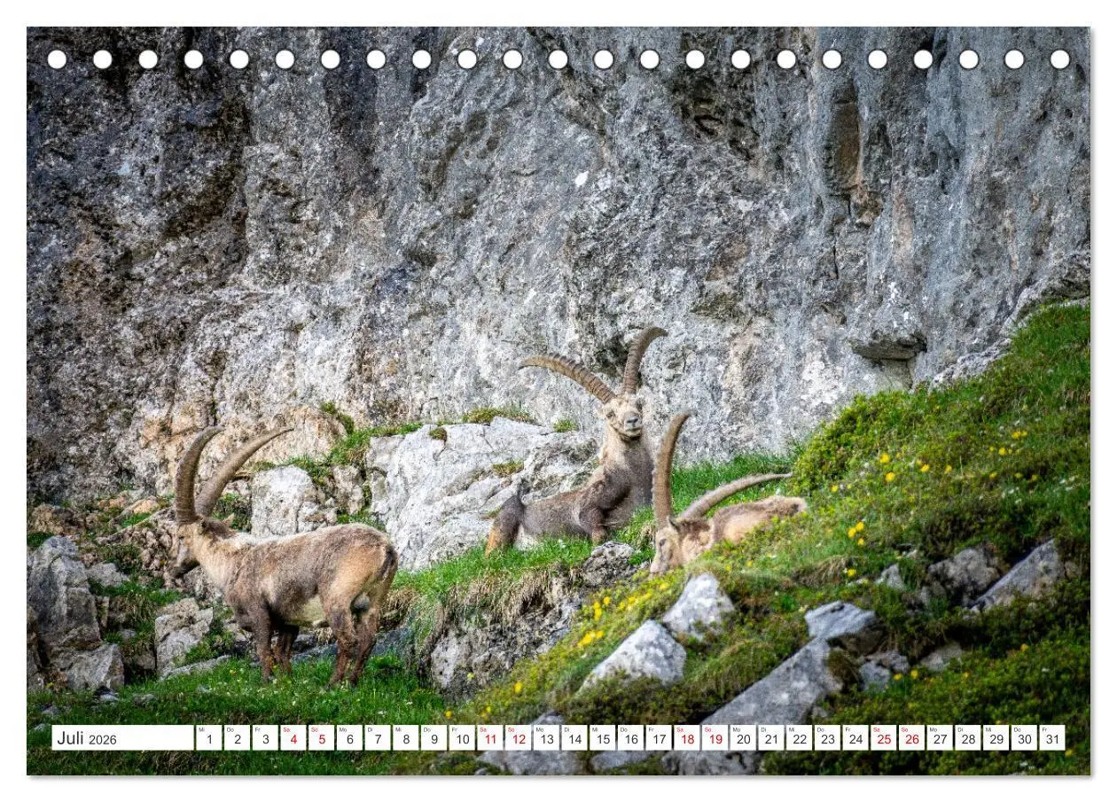 Bild: 9783457476130 | Steinböcke - Majestätische Tiere der Alpen (Tischkalender 2026 DIN...