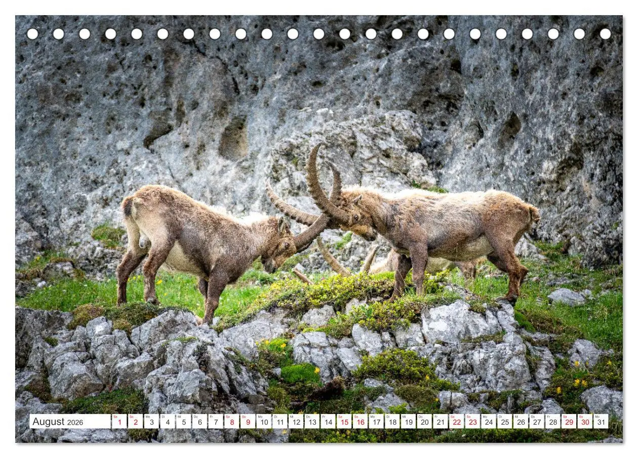 Bild: 9783457476130 | Steinböcke - Majestätische Tiere der Alpen (Tischkalender 2026 DIN...