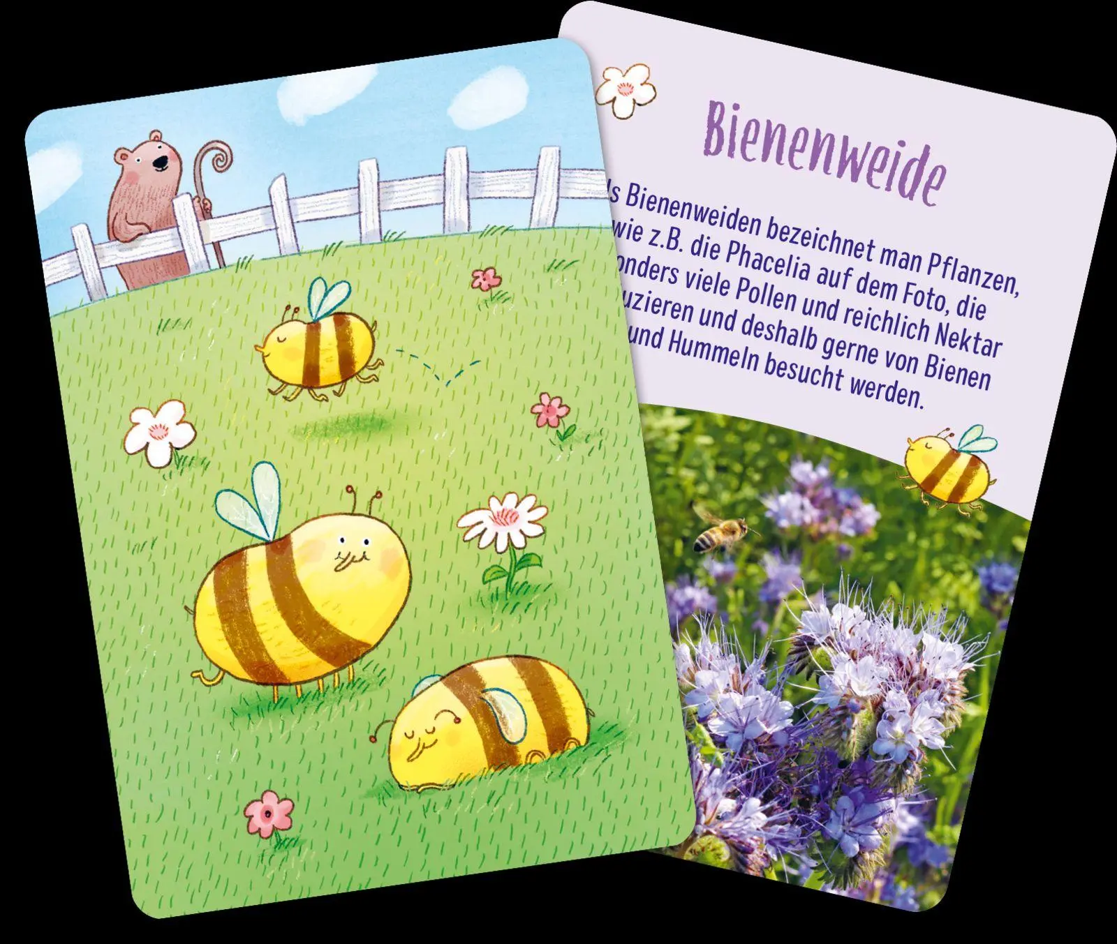 Bild: 4260308346330 | Löwenzahn und Gänseblümchen | Pattloch Verlag | Spiel | Schachtel