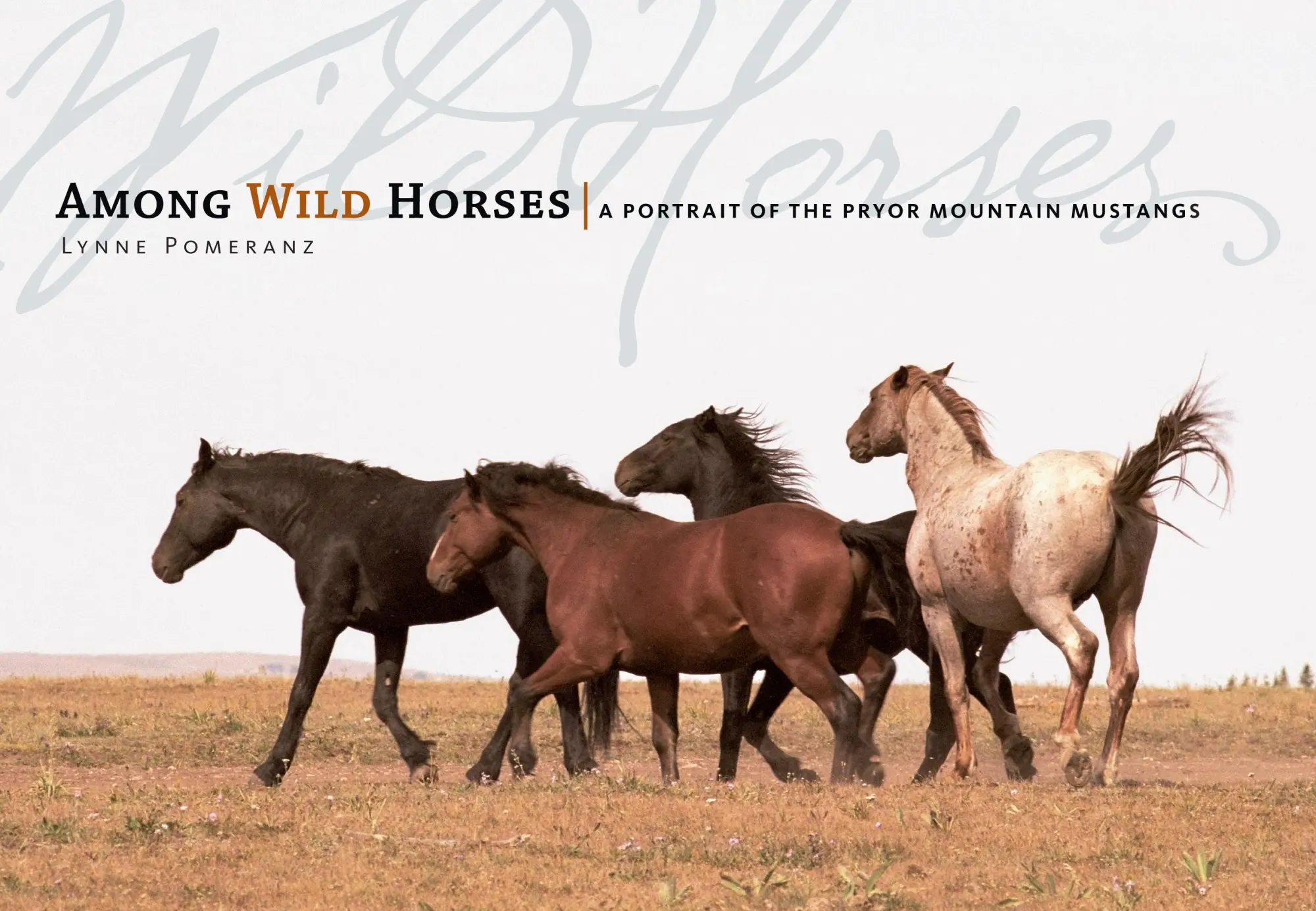Cover: 9781580176330 | Among Wild Horses | A Portrait of the Pryor Mountain Mustangs | Buch