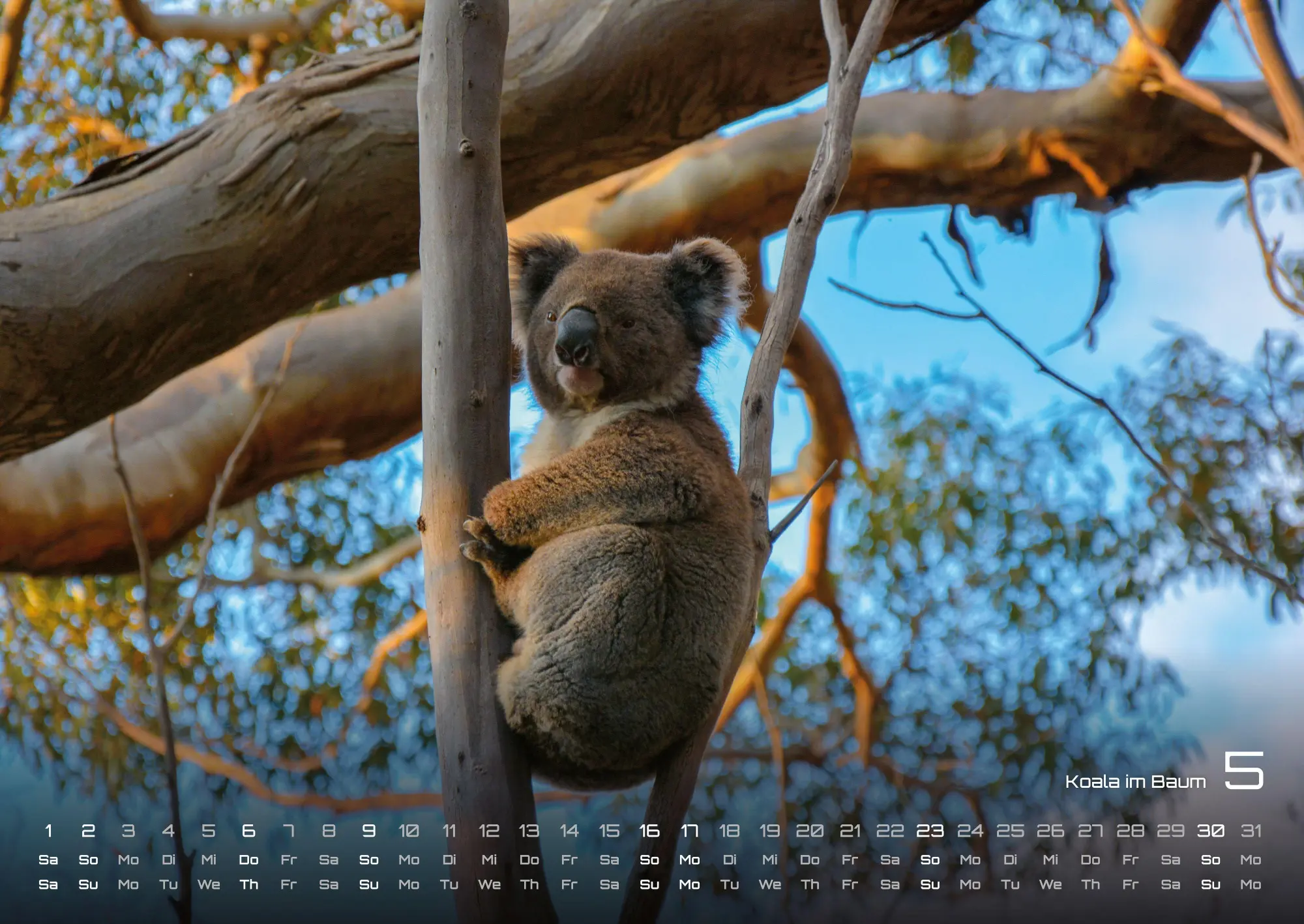 Bild: 9783986736330 | Australien - das Land der Kängurus - 2027 - Kalender DIN A2 | de