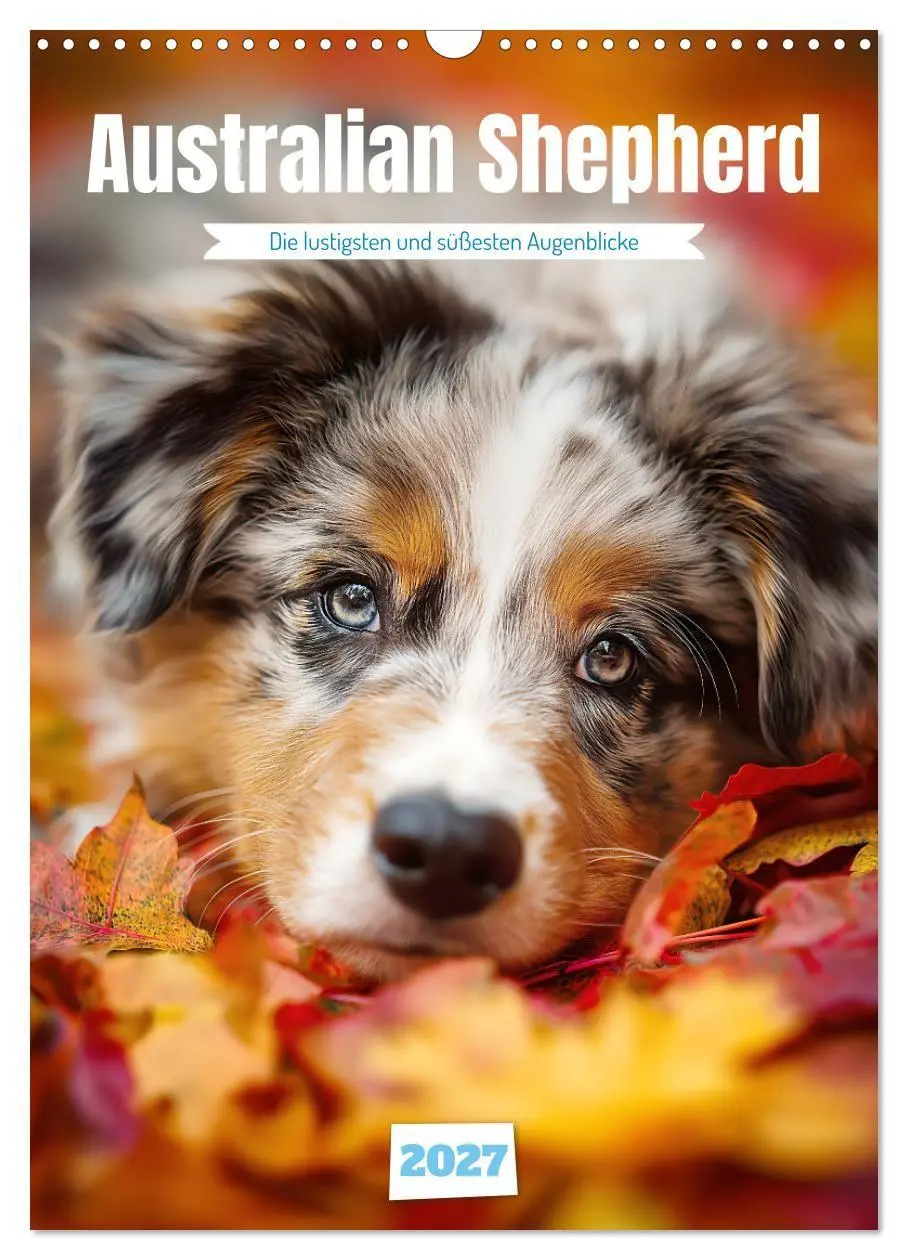 Cover: 9783569626430 | Australian Shepherd (Wandkalender 2027 DIN A3 hoch), CALVENDO...