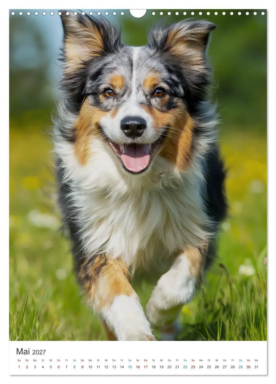 Bild: 9783569626430 | Australian Shepherd (Wandkalender 2027 DIN A3 hoch), CALVENDO...