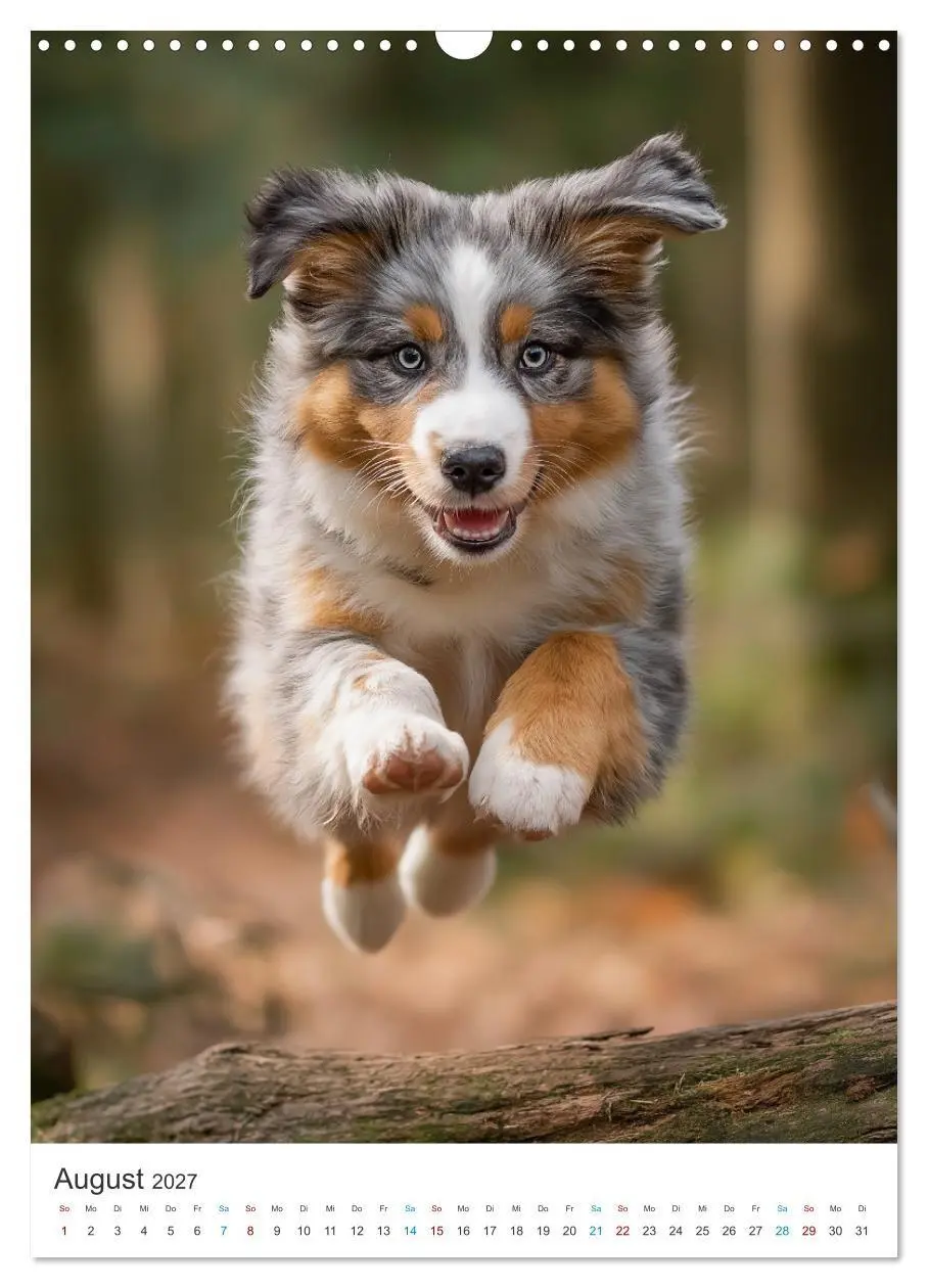Bild: 9783569626430 | Australian Shepherd (Wandkalender 2027 DIN A3 hoch), CALVENDO...