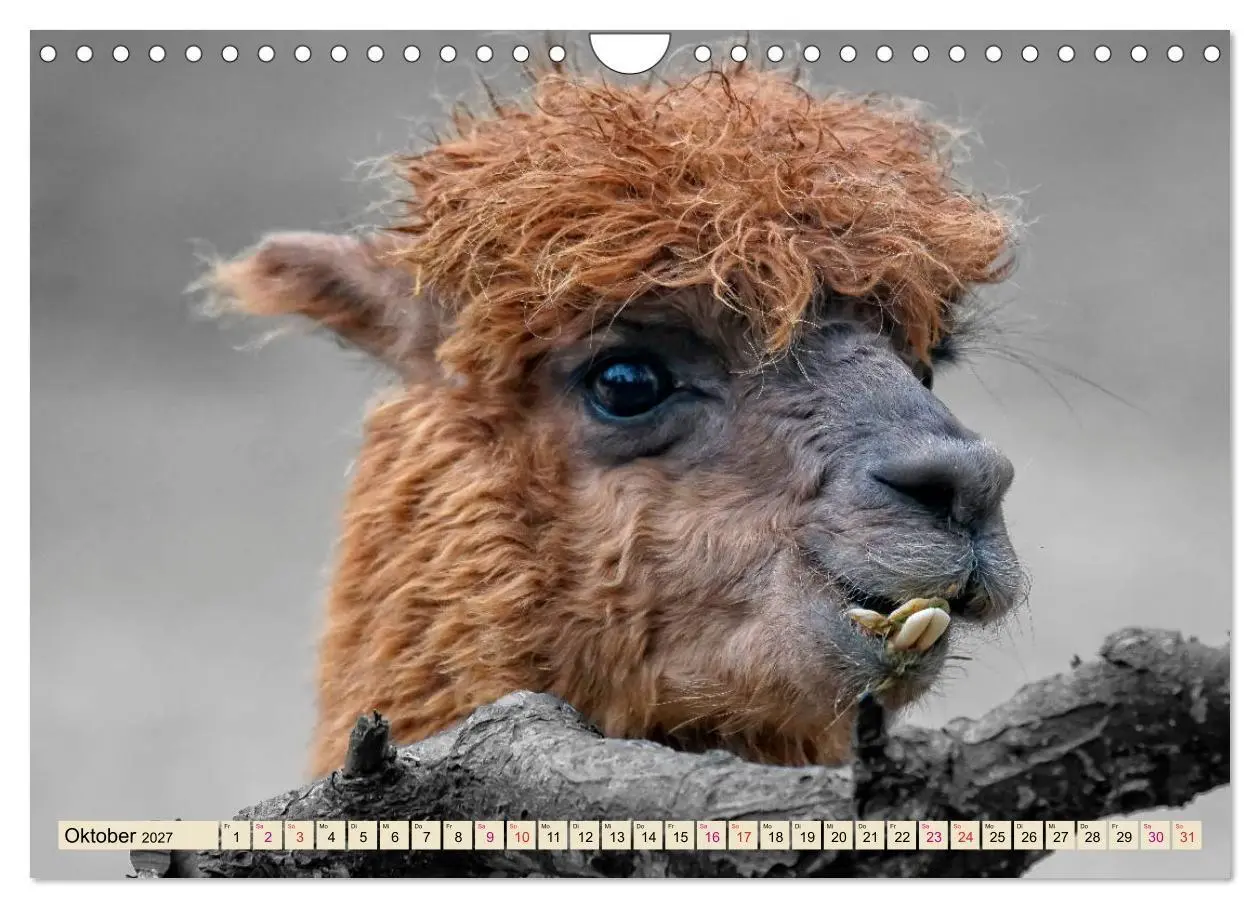 Bild: 9783569786530 | Alpaka Gesichter (Wandkalender 2027 DIN A4 quer), CALVENDO...