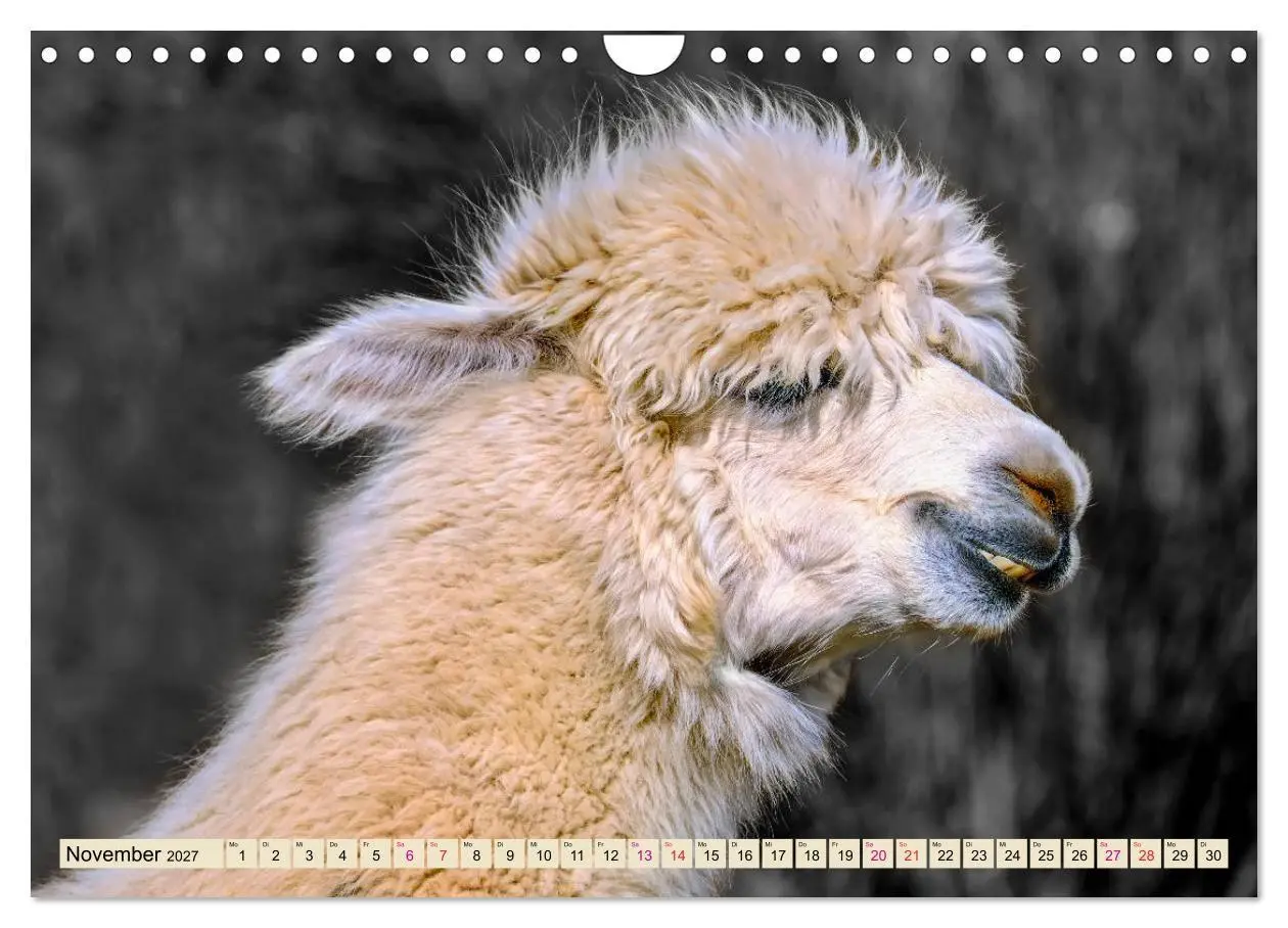Bild: 9783569786530 | Alpaka Gesichter (Wandkalender 2027 DIN A4 quer), CALVENDO...