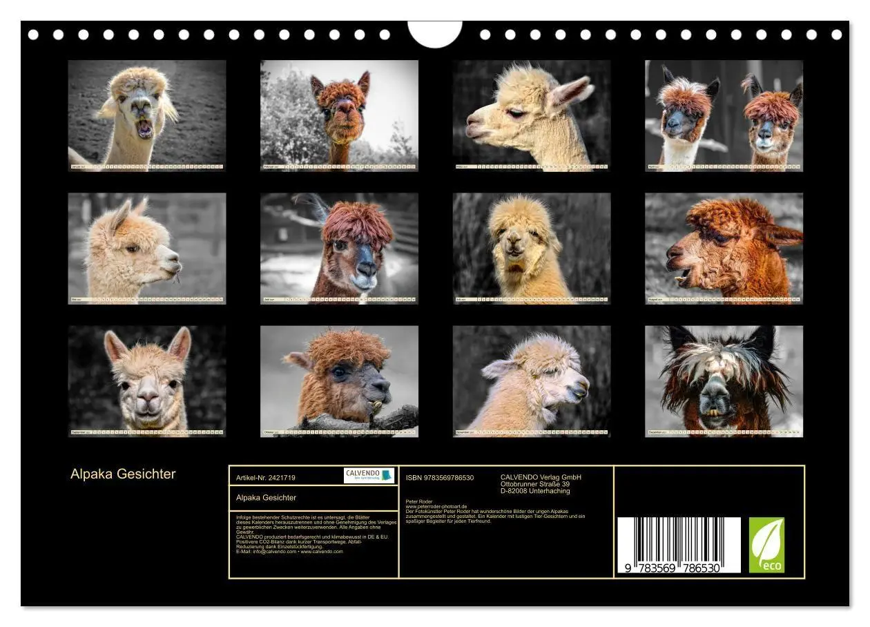 Bild: 9783569786530 | Alpaka Gesichter (Wandkalender 2027 DIN A4 quer), CALVENDO...