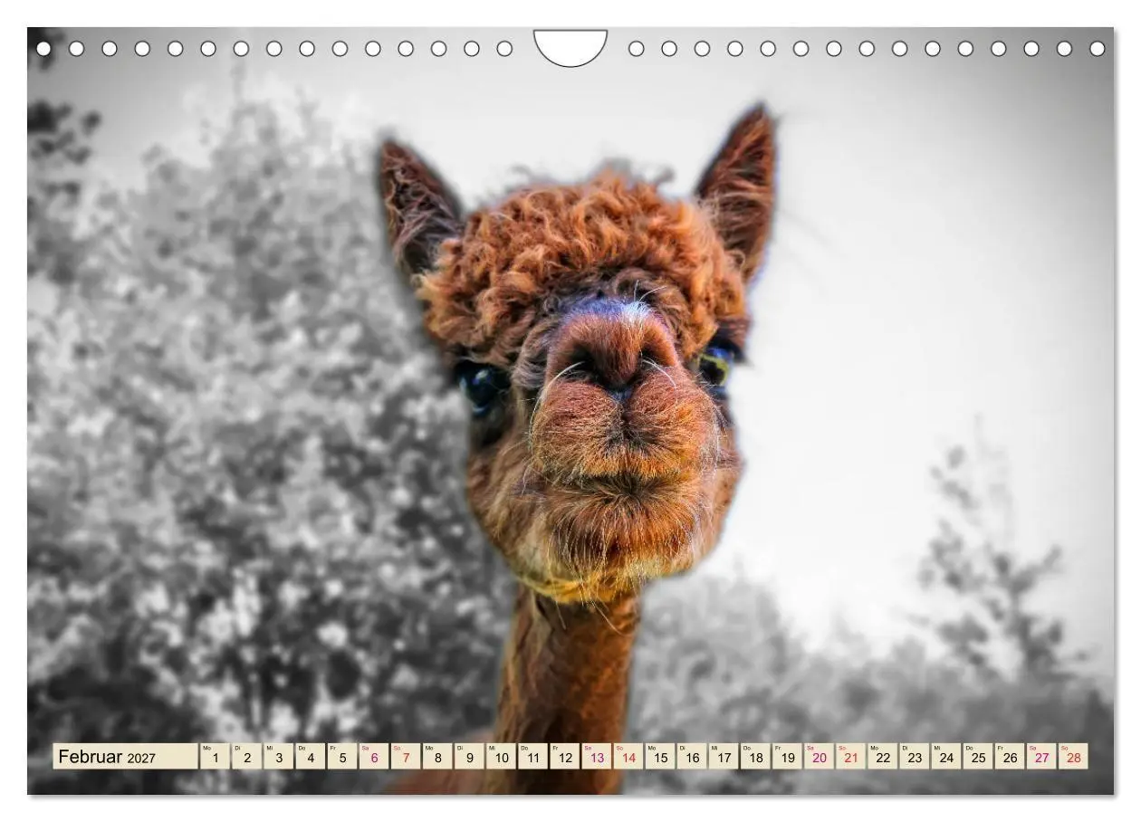 Bild: 9783569786530 | Alpaka Gesichter (Wandkalender 2027 DIN A4 quer), CALVENDO...
