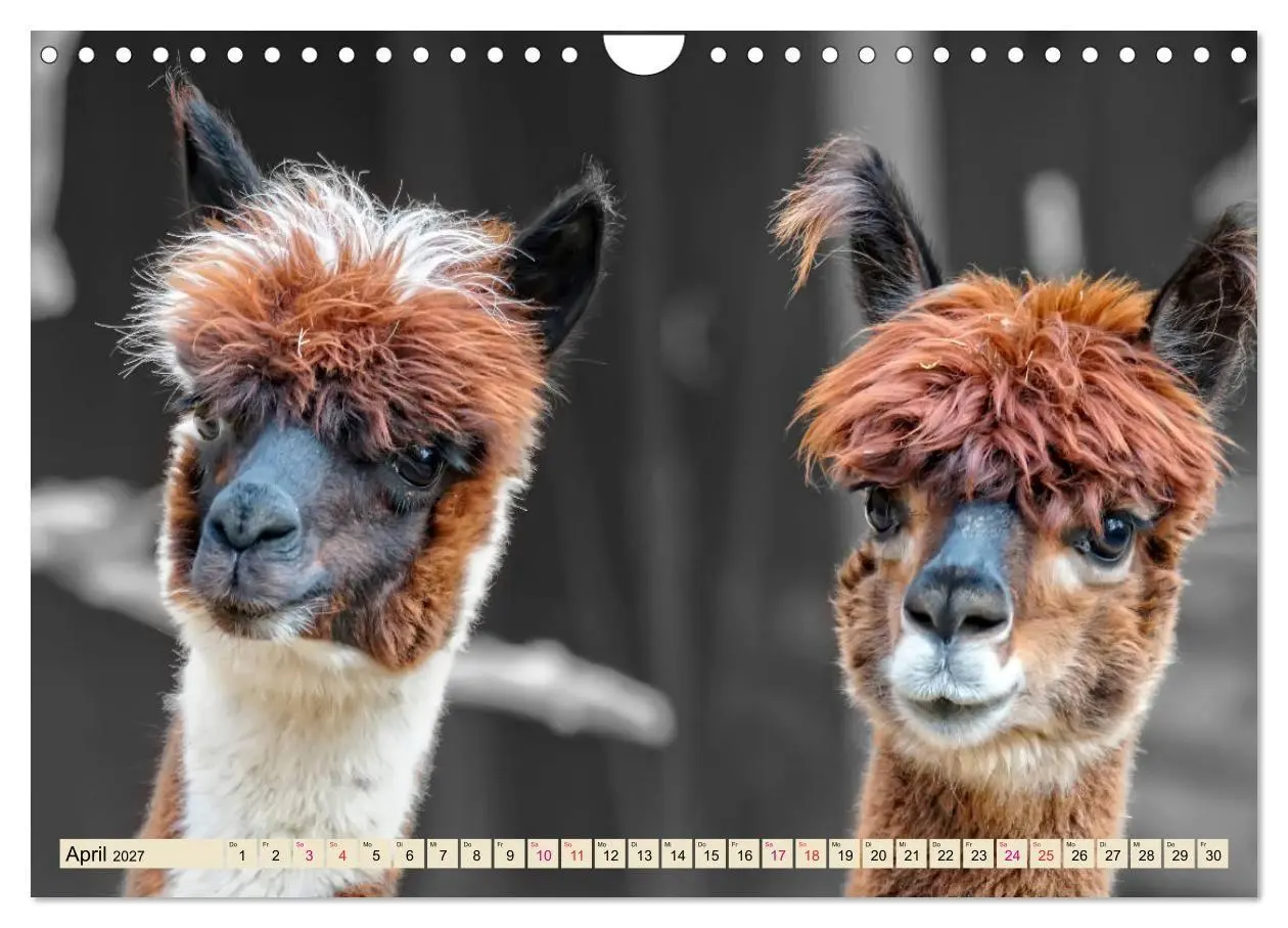 Bild: 9783569786530 | Alpaka Gesichter (Wandkalender 2027 DIN A4 quer), CALVENDO...