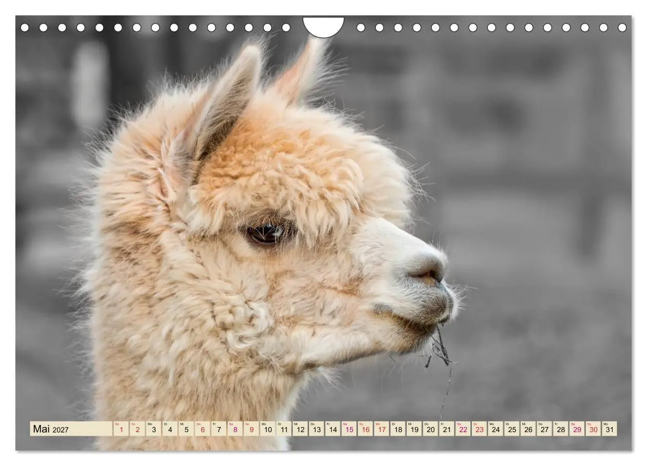 Bild: 9783569786530 | Alpaka Gesichter (Wandkalender 2027 DIN A4 quer), CALVENDO...