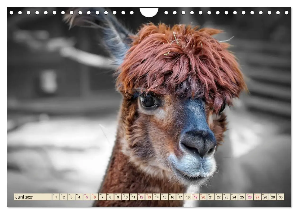 Bild: 9783569786530 | Alpaka Gesichter (Wandkalender 2027 DIN A4 quer), CALVENDO...