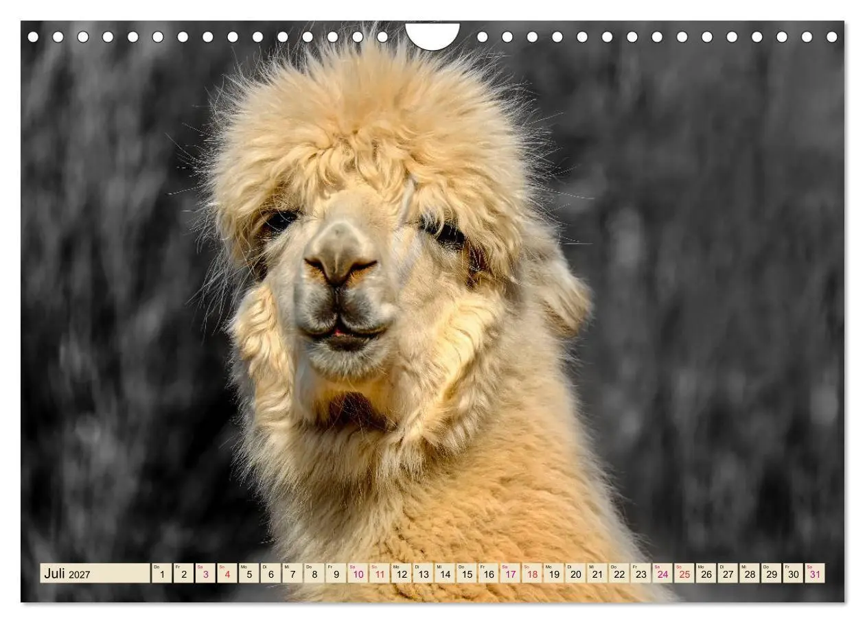 Bild: 9783569786530 | Alpaka Gesichter (Wandkalender 2027 DIN A4 quer), CALVENDO...
