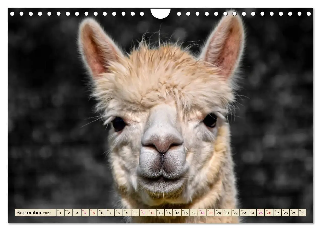Bild: 9783569786530 | Alpaka Gesichter (Wandkalender 2027 DIN A4 quer), CALVENDO...
