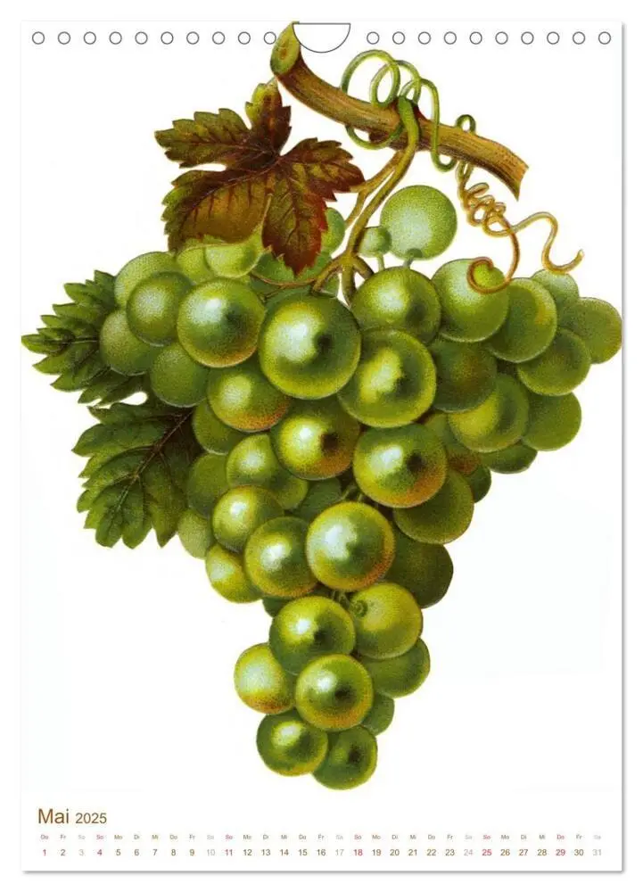 Bild: 9783457046630 | Obstbäume: Botanische Zeichnungen und historische Stiche...