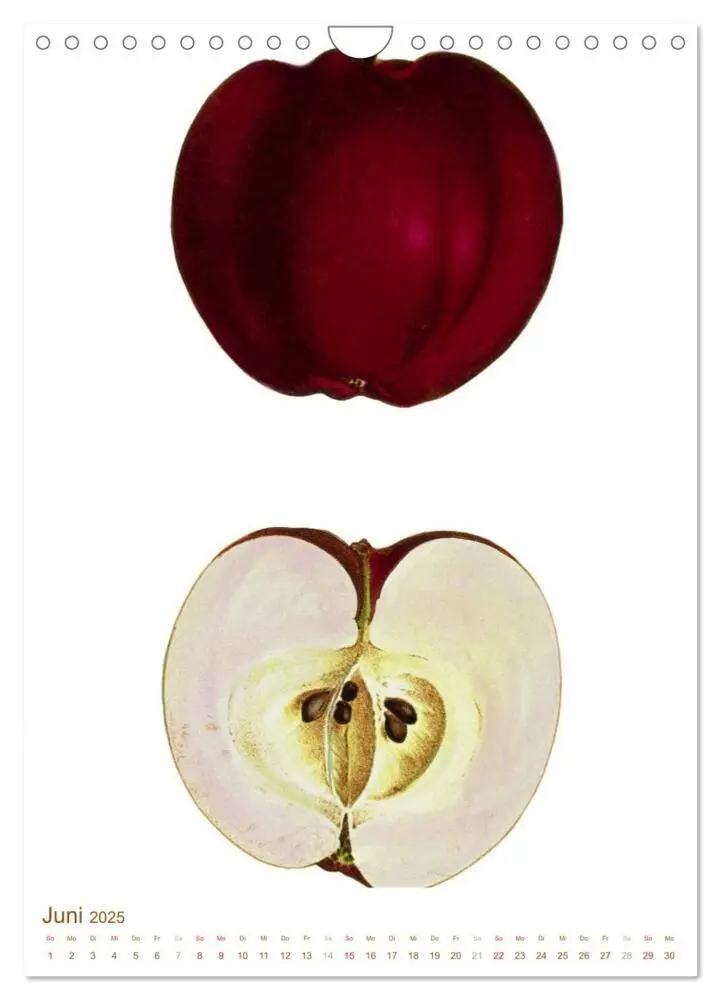 Bild: 9783457046630 | Obstbäume: Botanische Zeichnungen und historische Stiche...