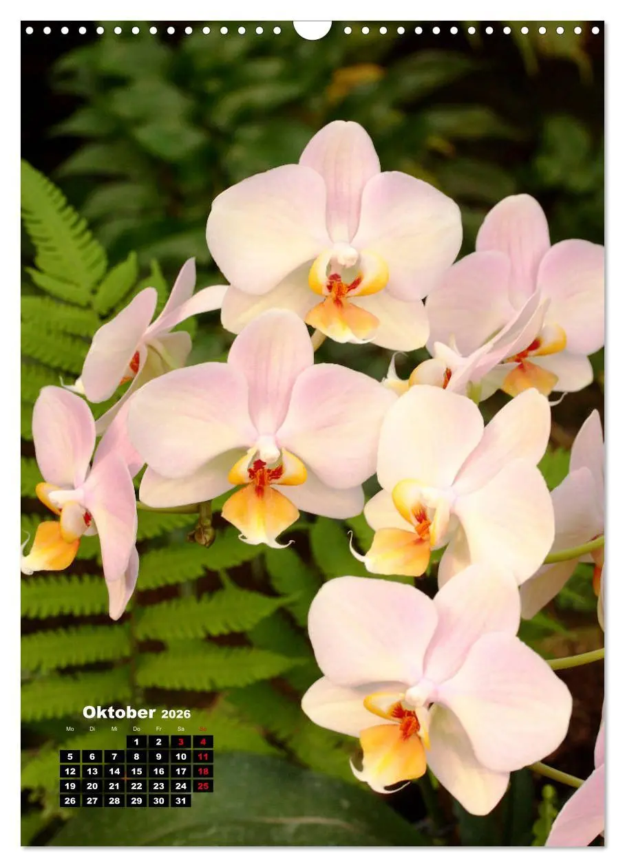 Bild: 9783516376630 | Kleine Orchideenschätze (Wandkalender 2026 DIN A3 hoch), CALVENDO...