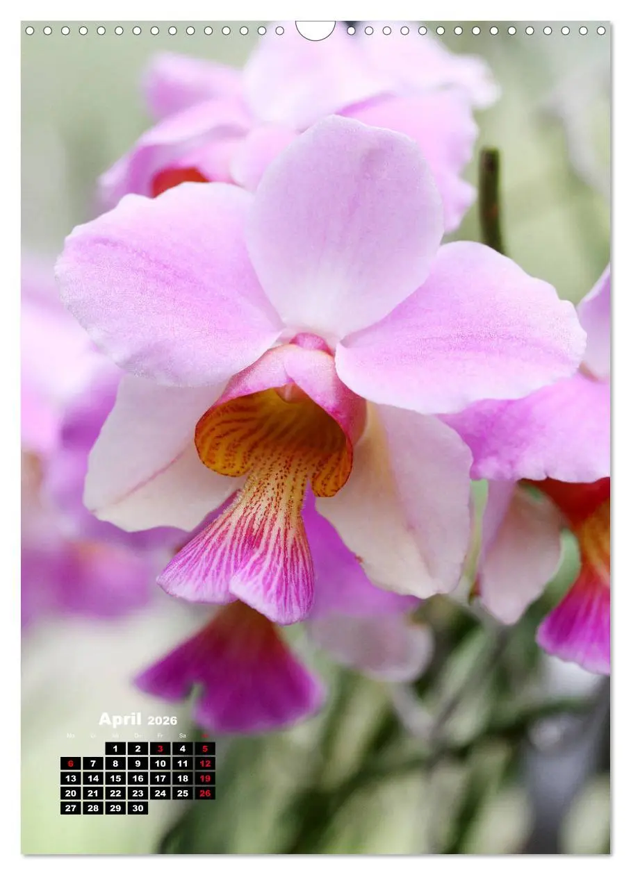 Bild: 9783516376630 | Kleine Orchideenschätze (Wandkalender 2026 DIN A3 hoch), CALVENDO...