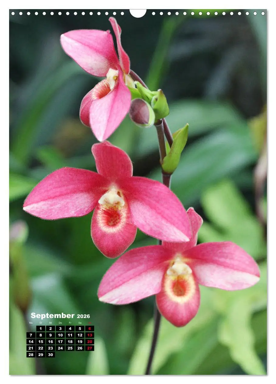 Bild: 9783516376630 | Kleine Orchideenschätze (Wandkalender 2026 DIN A3 hoch), CALVENDO...